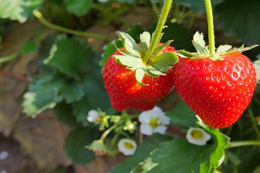 Strawberry Orchards