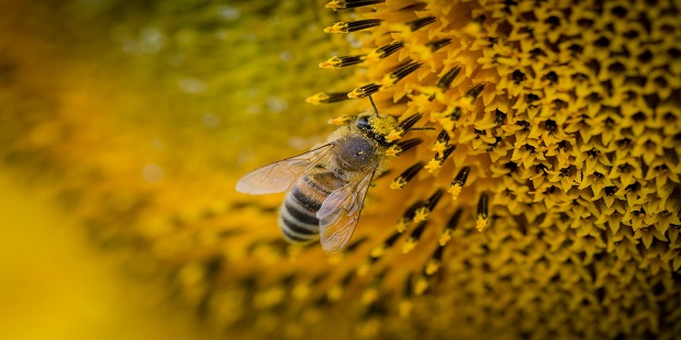 मधमाशी वैशिष्ट्ये आणि शेती भवितव्य