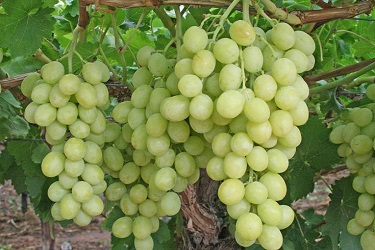 grapes orchard
