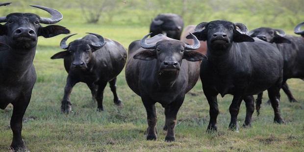 buffalo dairies