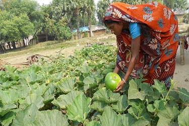 अशाप्रकारे करा पालेभाज्या लागवडीचे नियोजन