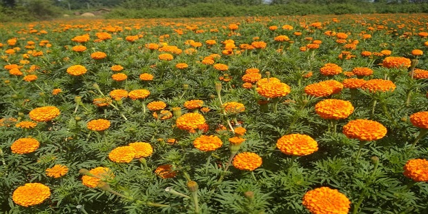marigold farming