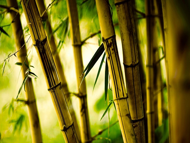 bamboo farm