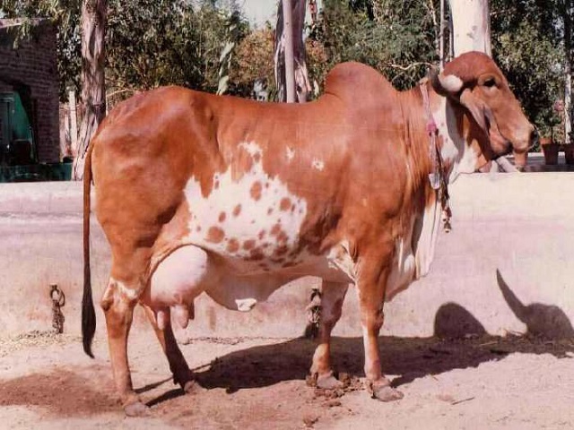 gir cow rearing