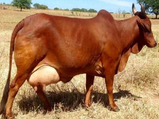 लाल सिंधी गाय