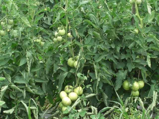 कीडींपासून उन्हाळी टोमॅटो पिकाची अशी काळजी घ्यावी लागेल