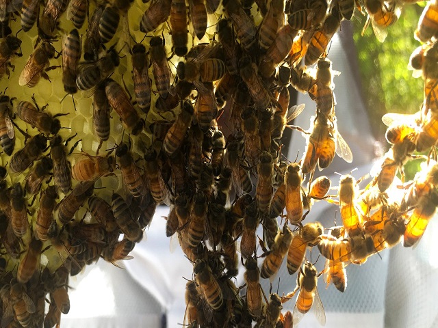 मधमाशा गुंजारव का करतात