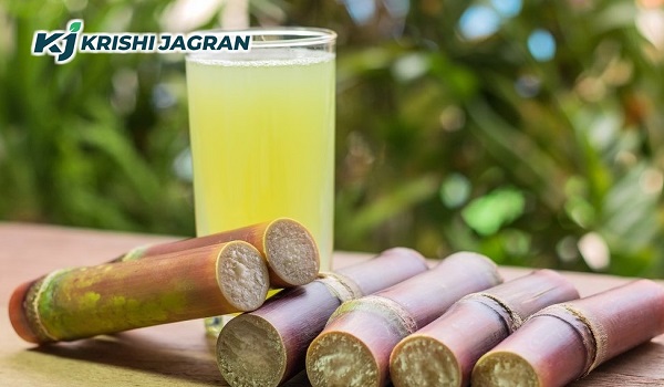 sugarcane juice making business