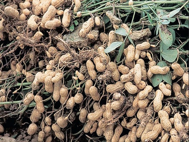 Groundnut Cultivation