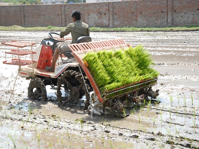 rice cultivation