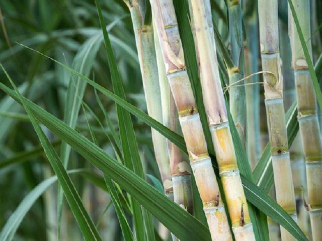 extra sugarcane
