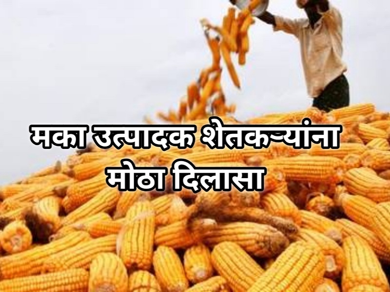 Maize market price increased