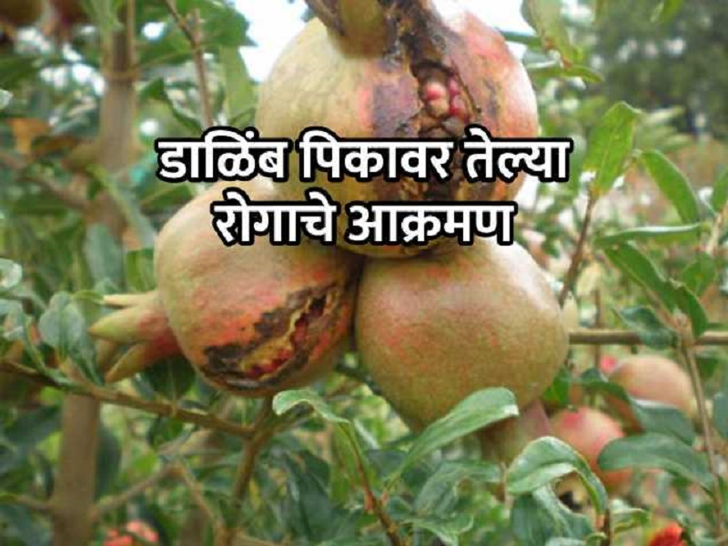 Telya Disease Spread On Pomegranate Orchard