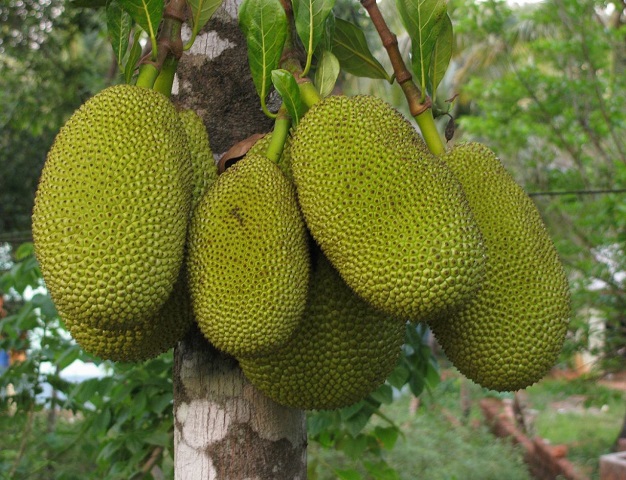 jackfruit farming