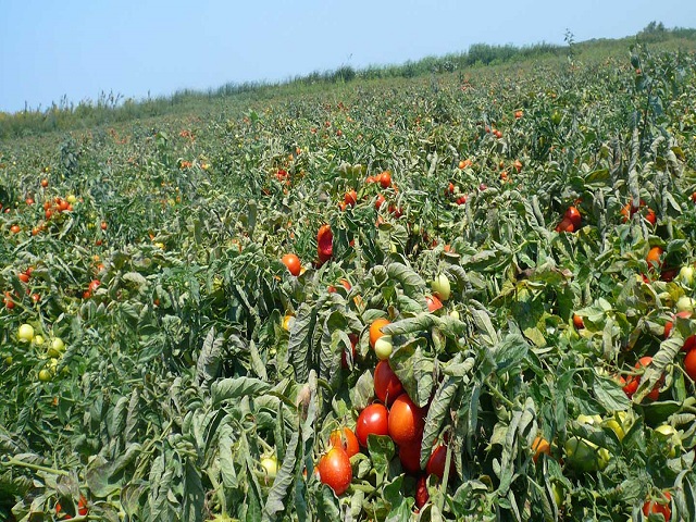 टोमॅटो लागवड हे तंत्र वापरा आणि घ्या भरघोस उत्पन्न