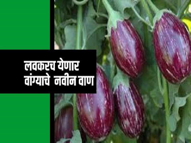 new varieties of brinjal