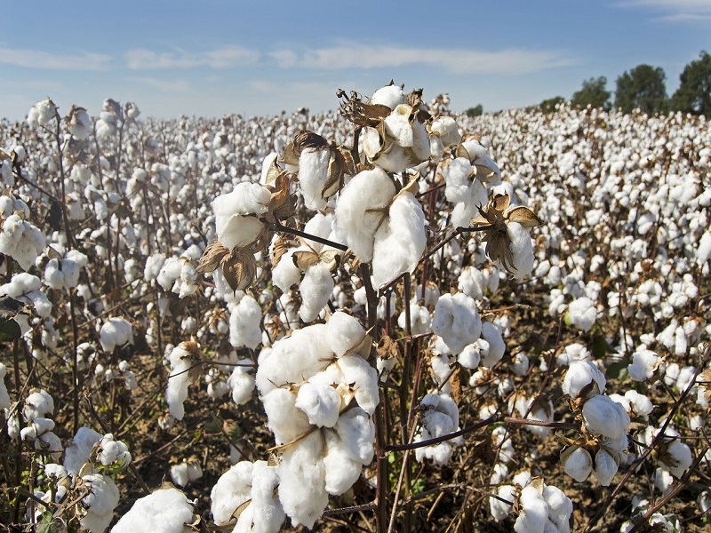 New varieties cotton