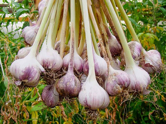 Garlic crop