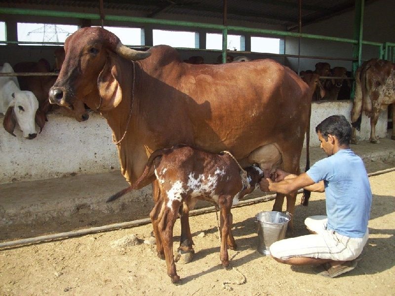 COW REARING