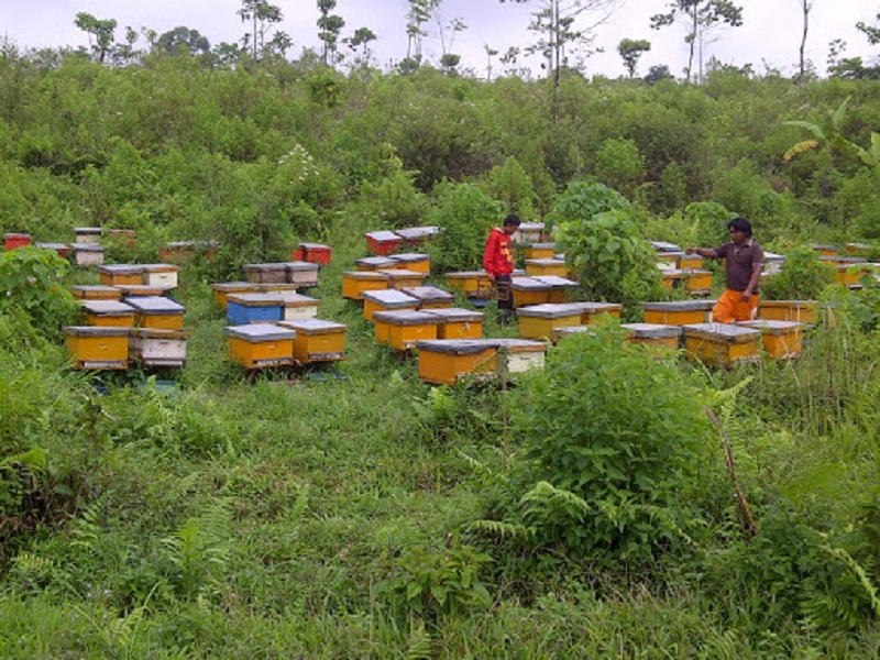 मधमाशीपालन