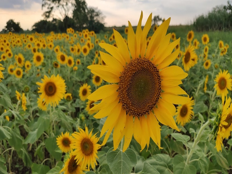 Sunflower planting information