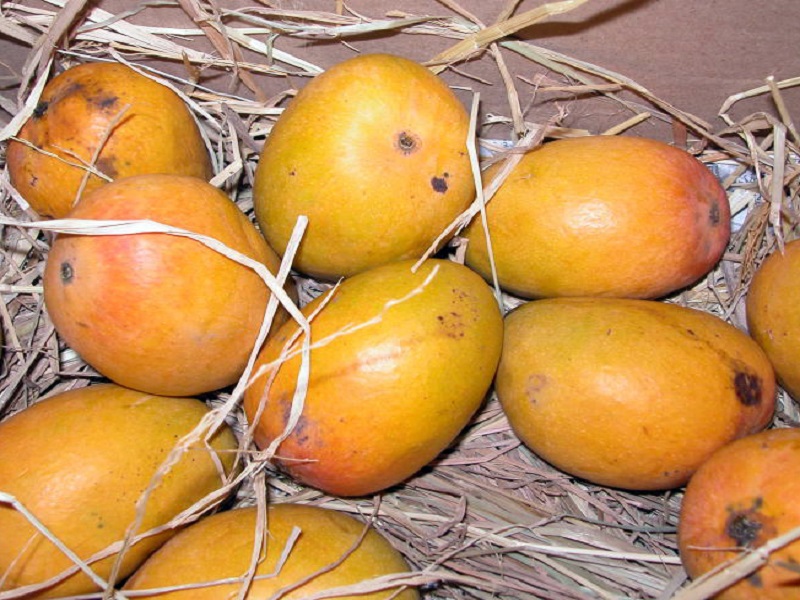 mango exports increase